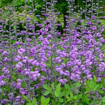 'Purple Smoke' False Indigo