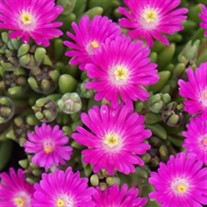 'Opal' Jewel of Desert Ice Plant