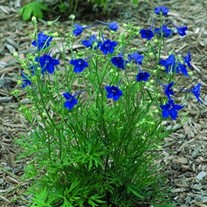 Delphinium g. 'Summer Nights'