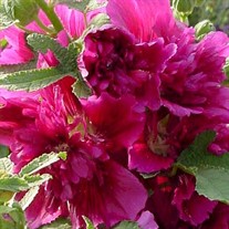 'Queeny Purple' Hollyhock