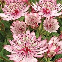 'Sparkling Stars Pink' Astrantia
