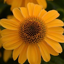 Sombrero 'Granada Gold' Coneflower