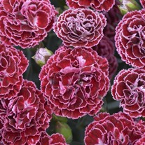 Dianthus 'Cherry Vanilla' FRUIT PUNCH Series