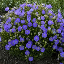 'Rapido Blue' Bellflower