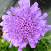 'Flutter Deep Blue' Pincushion Flower