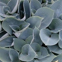 Hosta 'Hadspen Blue'