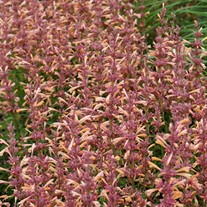 'Peachie Keen' Agastache