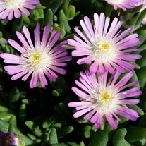 ‘Jewel of Desert Rosequartz’