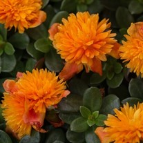 Portulaca Colorblast Double Mandarin
