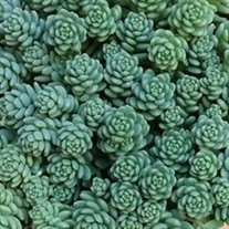'Blue Tears' Sedum