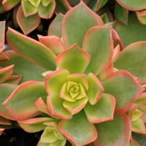 Aeonium 'Kiwi'