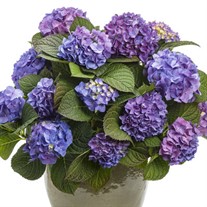 Let's Dance Blue Jangles Reblooming Hydrangea