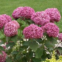 'Invincibelle Mini Mauvette' Smooth Hydrangea arborescens