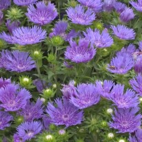 'Peachie's Pick' Stokes Aster