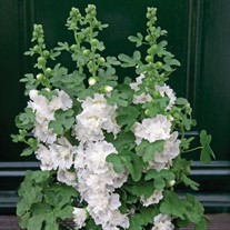 'Spring Celebrities White' Hollyhock