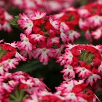 'Hurricane Hot Pink'  Verbena