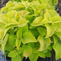 Coleus 'Chartres Street' 