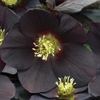 'New York Night' HelleborusHONEYMOON Series