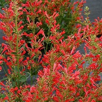 Agastache ‘Kudos Red’