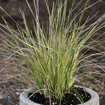 Deschampsia 'Northern Lights'