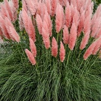 Pink Pampass Grass
