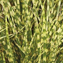 Miscanthus 'Gold Breeze'