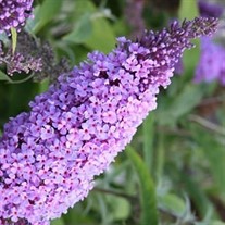 'Buzz Lavender' Butterfly Bush