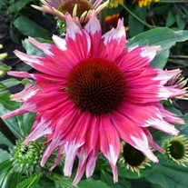 'Playful Meadow Mama' Coneflower