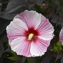 'Starry Starry Night'