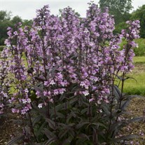 Penstemon 'Midnight Masquerade'