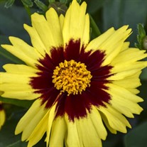'UPTICK Yellow & Red' Tickseed
