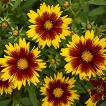 Coreopsis UPTICK Gold & Bronze