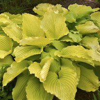 Hosta 'Coast to Coast'  Proven Winers pp26469 CPBRAF SHADOWLAND Collection
