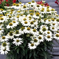 'KISMET White' Coneflower