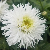 Shasta Daisy Santé