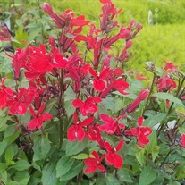 Lobelia 'Scarlet Princess'