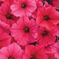 Supertunia Vista Paradise Petunia