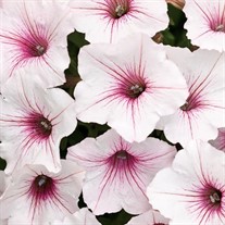 Supertunia Vista Silverberry Petunia