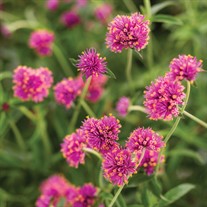 Truffula Pink Globe Amaranth Gomphrena pulchella