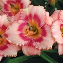 'Strawberry Candy' Daylily