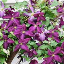 Happy Jack Purple Clematis