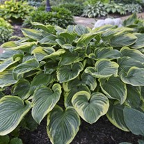 Hosta 'Victory'