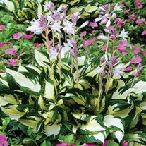 Fire and Ice' Hosta
