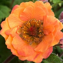 Geum 'Tempo Orange'
