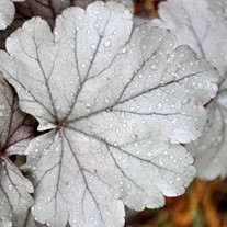 'Stainless Steel'  Coral Bell