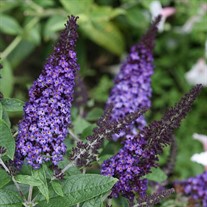 PUGSTER BLUE Butterfly Bush Buddleia