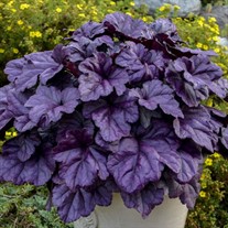 Heuchera 'Wildberry' DOLCE series