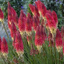 'Rocket's Red Glare' PYROMANIA™ Collection