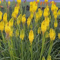 Kniphofia 'Solar Flare' PYROMANIA Collection