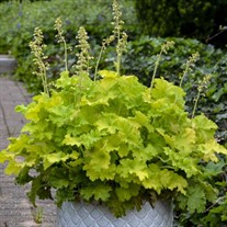 Heuchera 'Twist of Lime' 
